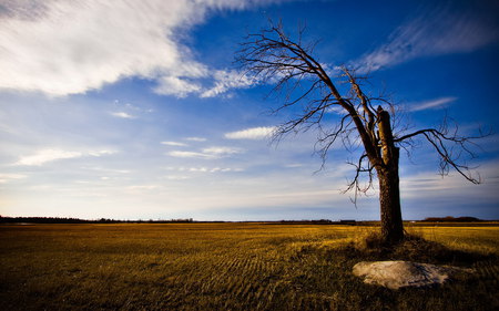 Old Tree - sky, trees, nature, clouds