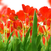 Red Tulips