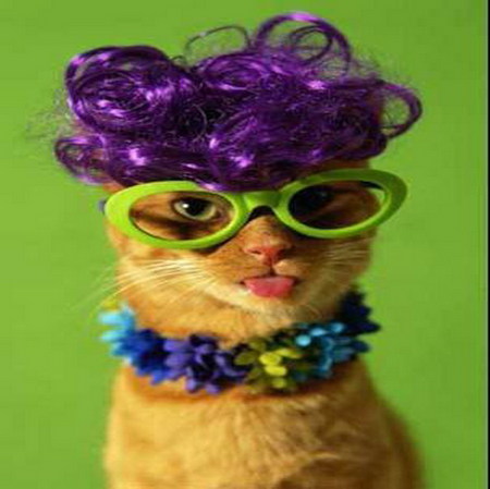 crazy - crazy, colorful, necklace, funny, hair, tongue, cat, glass