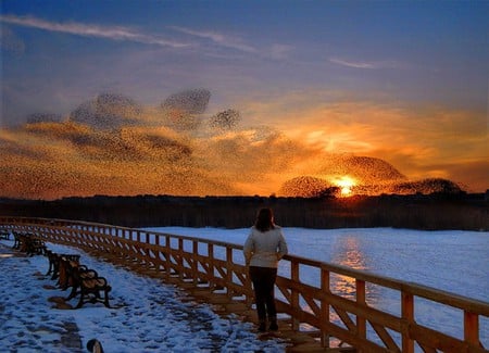 RECITAL-OF-BIRDS - picture, recital, of-birds, beautiful