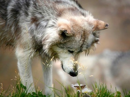 Dog Looking At Butterfly - butterfly, cool, picture, dog