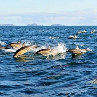 Dolphins Race