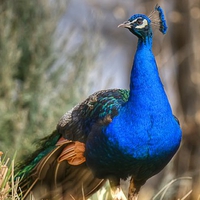 Beautiful Peacock