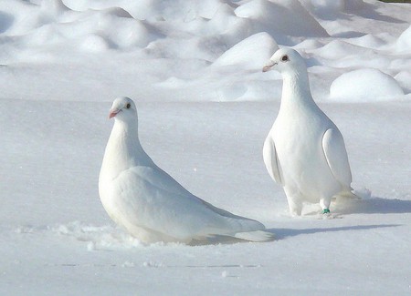 Snow Pigeons - snow, pigeons, picture, cool