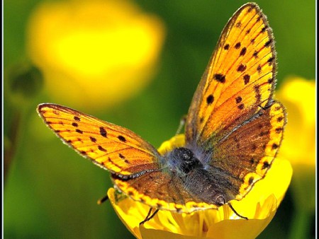 Butterfly on Flower - butterfly, flower, picture, beautiful