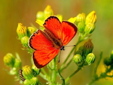 Red Moth - picture, red, moth, beautiful