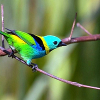 Colorful Bird