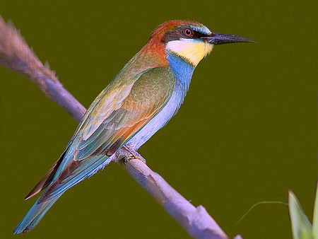 Colorful Bird - beautiful, bird, picture, colorful