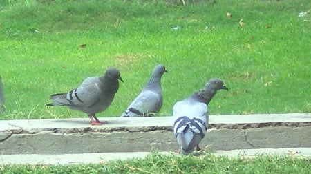 Pigeons - pigeons, birds, animals, wild