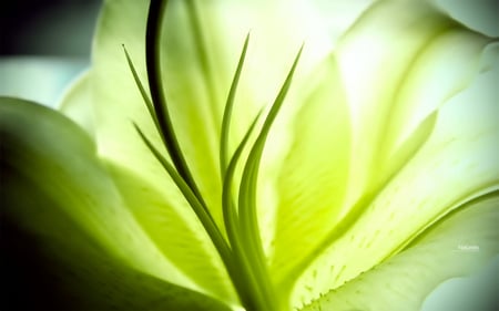 Heart of Flower - inside, green, shade, flower, light