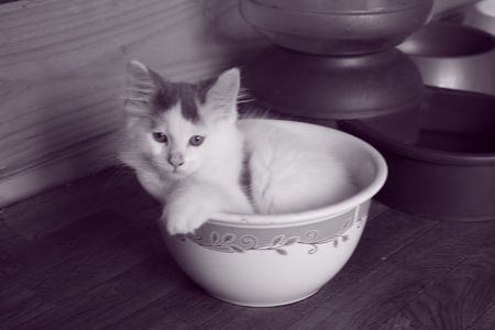 Little Bob - cute, black and white, kitten, cat