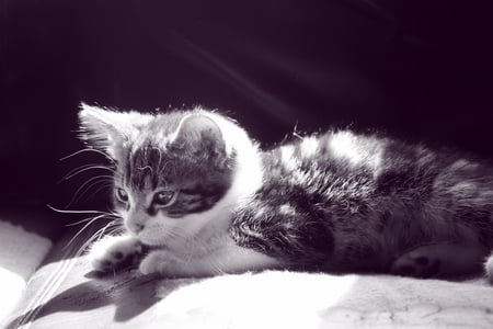 Zoey - cute, black and white, kitten, cat