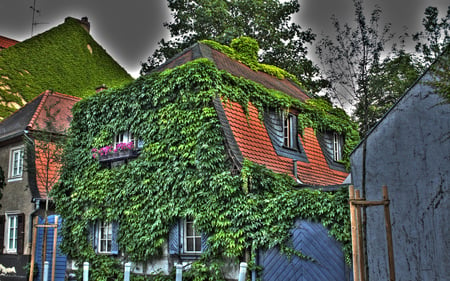 Ivy  House - house, flowers, covered, vines