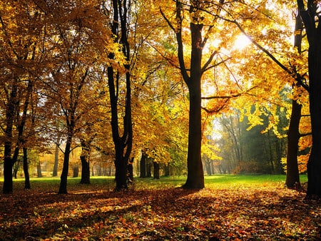 Autumn - trees, bright, leaves, autumn