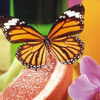 Orange butterfly