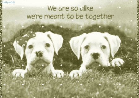 Together - animals, polka-dot, alike, white, together, red, dogs, ribbon, puppies