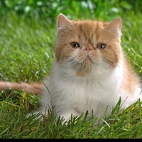 Sweet cat on grass