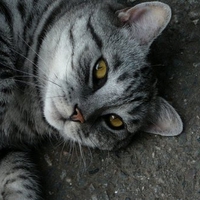 Gray tabby