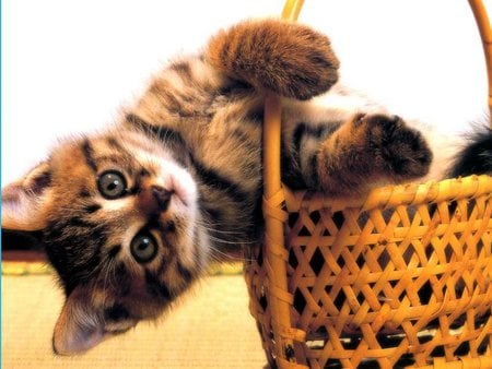 Kitten in the basket - tabby, cat, adorable, kitty, basket, pet, kitten, animal, sweet, cute