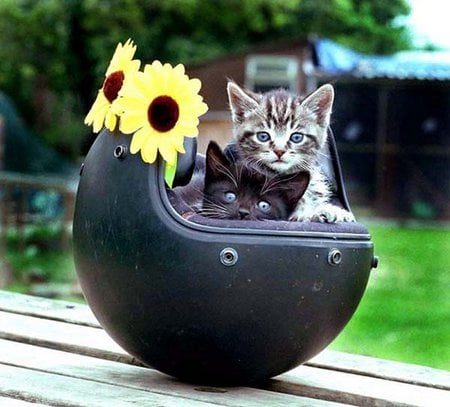 Kittens and sunflowers - flower, sunflower, kitten, cat