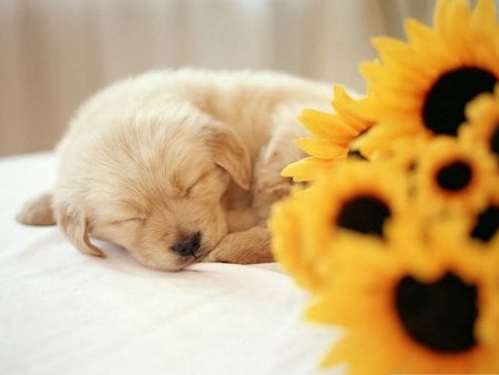 Sleeping doggie - sunflower, pet, sleep, dog