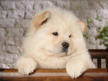 White puppy - white, pet, puppy, dog