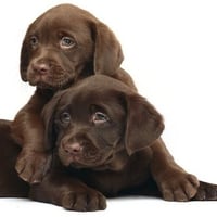 Chocolate labs