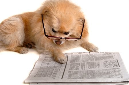 Dog reads - read, dog, pet, newspaper