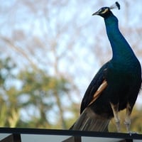 Singapore Peacock