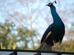 Singapore Peacock