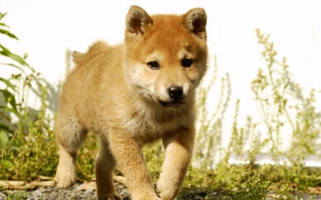 this is an akita brown in color - face, breed, an, akita, cute