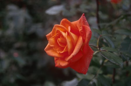 A ROSE FOR SABA FROM THE QUEEN