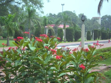 garden - nature, jinnah garden, lahore, flowers, garden