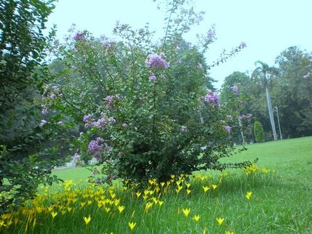 garden - nature, flowers, garden, jinnah bagh