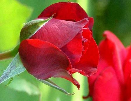 ROSES - fresh, roses, red, beautiful, petals, green