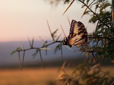 Beautiful Butterfly