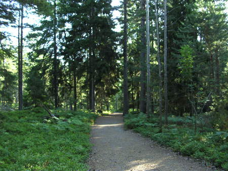 A road in the forest - grass, summer, tree, green