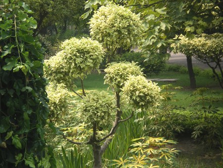 shrubs - shrubs, flowers, nature, garden