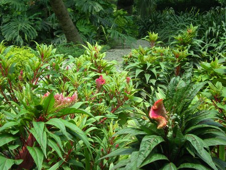 Red velvet like flowers - velevet like, nature, flowers