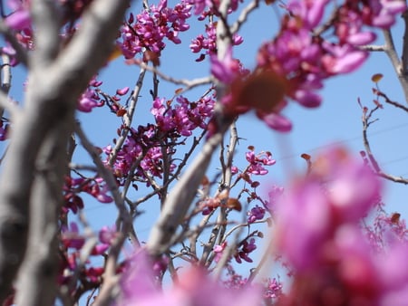 Spring - forest, forces of nature, flower, tree, sky