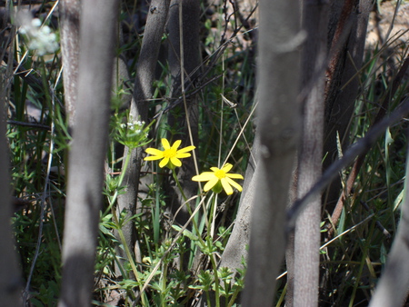 Twice - flower, forest, forces of nature, tree