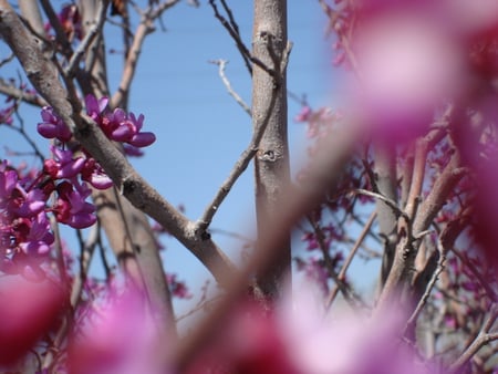 Spring2 - tree, forest, forces of nature, flower