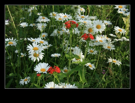 Lovely flowers - flowers, white, red, nature