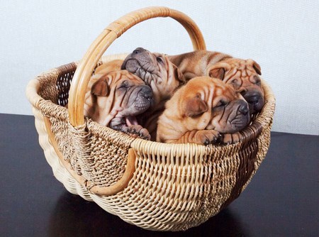 Basket of wrinkles - basket, wrinkled, shar pei, puppies, sleeping