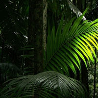 Rainforest Frond