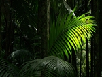 Rainforest Frond