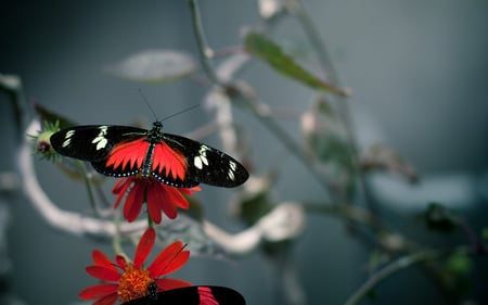 Doris Longwing - nature, butterfly, beautiful, insect, flower