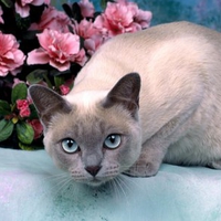 Blue eyes cat