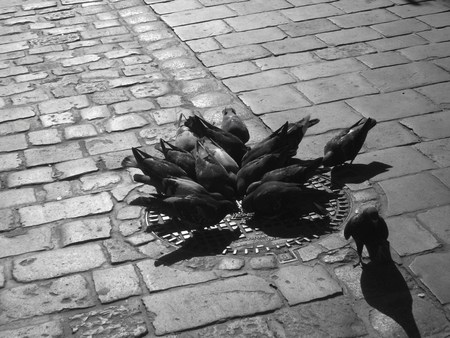 Doves - grain, doves, fight, corn, poland