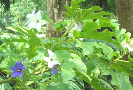 Purple and white flowers - nature, flowers, purple and white